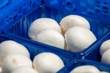 Hollanda 'daki organik çiftlikte taze beyaz şampiyonların yetiştirilmesi, Avrupa' da gıda endüstrisi, şampiyonların satışa hazır olduğu plastik kutular.