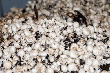 Hollanda 'daki organik çiftlikte taze beyaz şampiyonların yetiştirilmesi, Avrupa' da gıda endüstrisi, şampiyonların satışa hazır olduğu plastik kutular.