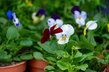 Hollanda serasında genç viyola çiçekleri, yenilebilir bitki ve çiçeklerin yetiştirilmesi, birinci sınıf gurme restoranlarda özel yemekler için dekorasyon