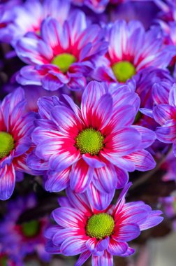 Çılgın renkler Kasımpatı çiçekleri Hollanda serasında yetişiyor dükkanlar ve açık arttırmalar için taze çiçekler, dünya çapında dağıtım, kapatın