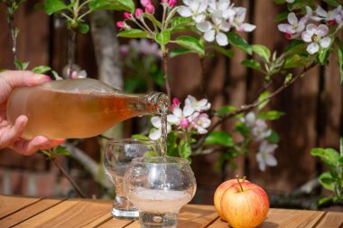 Fransa, Normandiya 'dan gelen soğuk brut elma şırası yağmuru ve güneşli bahar gününde bahçede çiçek açan elma ağacı.