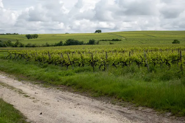 stock image Summer on vineyards of Cognac white wine region, Charente, white ugni blanc grape uses for Cognac strong spirits distillation and wine making, France, Grand Champagne region