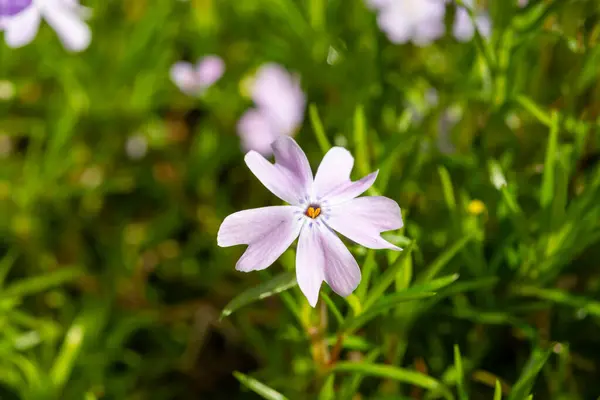 stock image Spring blossom of mountain emerald blue creeping phlox subulata in garden close up