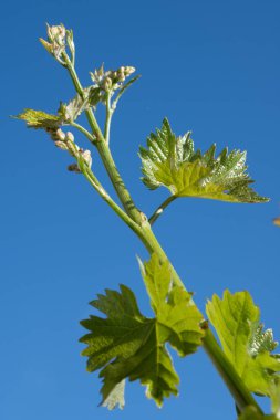 Yapraklar, tomurcuklar, böğürtlen ve mavi gökyüzü ile yeşil üzüm filizlenir.