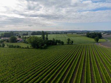 Konyak beyaz şarap bölgesi üzüm bağlarında yaz mevsimi, Charente, beyaz ugni beyaz üzüm üzümü konyak güçlü ruhlar damıtma ve şarap yapımı için kullanılır, Fransa, Grand Champagne bölgesi, hava manzarası