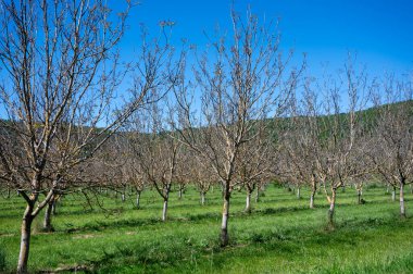 Mayıs ayında Perigord Limousin Bölgesel Doğal Parkı, Dordogne, Fransa 'da yüksek kaliteli PDO sertifikalı ceviz ağaçları yetiştirilmesi