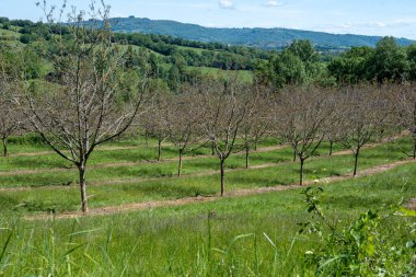 Mayıs ayında Perigord Limousin Bölgesel Doğal Parkı, Dordogne, Fransa 'da yüksek kaliteli PDO sertifikalı ceviz ağaçları yetiştirilmesi