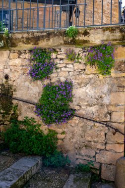 Bahar rengarenk çiçek arkaplanı, eski kale duvarlarında yabani çiçeklerin açması, kaya bitkileri.