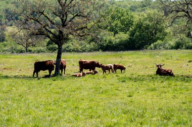 Perigord Limousin Bölgesel Doğal Parkı, Dordogne, Fransa 'da ilkbaharda otlayan ineklerle yeşil otlaklar, doğa manzarası