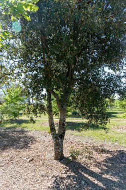 Sarlat-la-Caneda yakınlarındaki yer mantarı çiftliği, kara kış yer mantarı, Tuber melanosporumu, meşe tarlası, kışın meşe ağaçlarıyla tarlalarda mantar avı.
