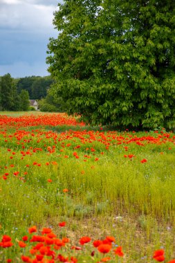 Renkli doğa arka planı, gelincik ve mavi keten tarlaları, bir sürü kırmızı gelincik çiçekleri, Fransa baharda Charente, Fransa, Fransa 'da tarlalar