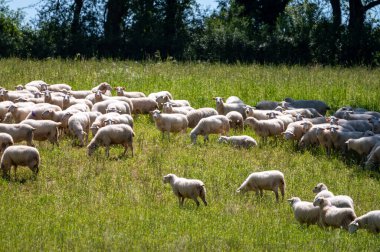 Perigord Limousin Bölgesel Doğal Parkı, Dordogne, Fransa 'da ilkbaharda otlayan koyunlu yeşil çayırlar, doğa manzarası