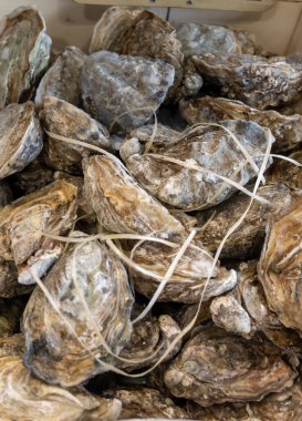 Farklı boyutlarda taze canlı istiridye Gillardeau öğle yemeği için hazır, yakın plan, istiridye çiftliği köyü, Arcachon körfezi, Gujan-Mestras, Bordeaux, Fransa