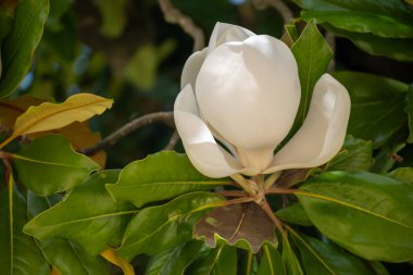 White scented blossom of tropical magnolia grandiflora evergreen tree clipart