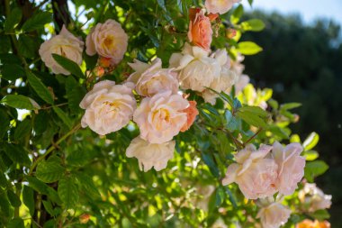 Güneşli bir günde, Fransa 'nın Arcachon turistik kasabasındaki halk bahçesinde, Rosarium' da yetişen kokulu beyaz gül çiçekleri.