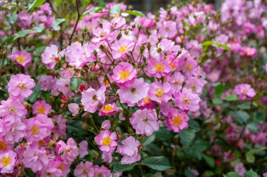 Bordeaux, Fransa 'da güneşli bir günde halk bahçelerinde yetişen pembe gül goncaları..