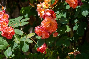 Güneşli bir günde Fransa 'nın Arcachon kentindeki halk bahçesinde yetişen Rosarium' da kokulu turuncu gül çiçekleri yetişiyor.