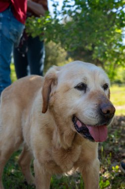 Yer mantarı tarlasında yer mantarı avcısı köpek, Sarlat-la-Caneda yakınlarında, siyah kış mantarı, Tuber melanosporum, meşe tarlası, kışın eğitimli köpekle yer mantarı avı.