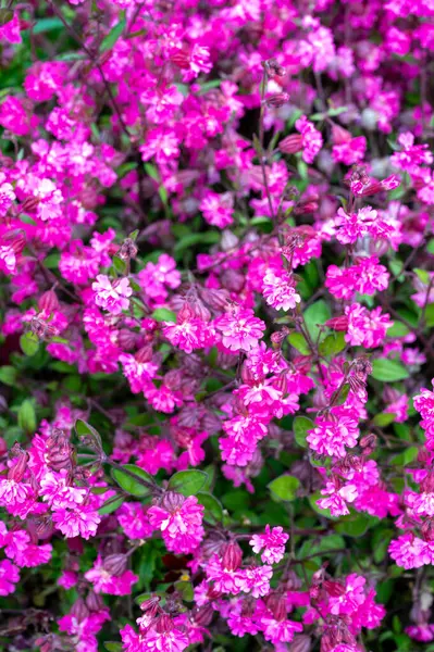 Silene pendula sineğinin pembe çiçekleri bahçede süs bitkileri, arka planda yabani çiçekler.