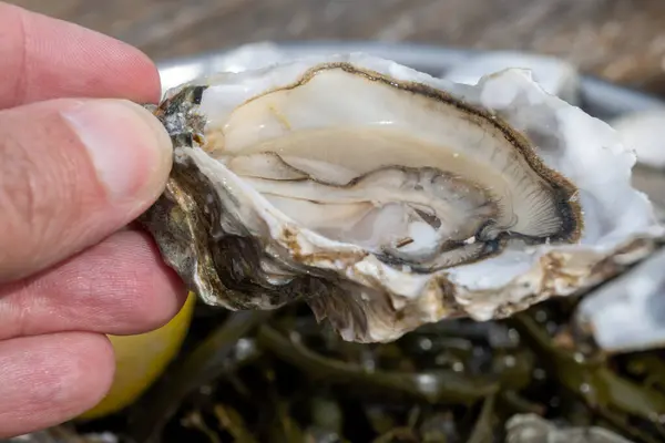 stock image Hand with fresh live raw oyster, seashells with citron, bread, butter and white wine served at restaurant in oyster-farming village, Arcachon bay, Gujan-Mestras port, France