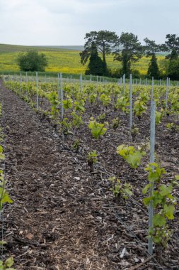 Bouzy ve Ambonnay cru sınıfı köyleri yakınlarındaki Grand Cru Champagne üzüm bağları Montagne de Reims 'deki Pinot Noir üzüm bitkileri ilkbaharda şampanya, Fransa