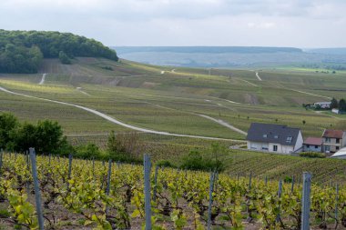 Cramant yakınlarında yeşil büyük cru üzüm bağları olan bahar manzarası, Fransa 'nın Şampanya Bölgesi, Avize Bölgesi. Cote des Blanc 'ın kireçli topraklarında beyaz şarap üzümü yetiştiriyorum..