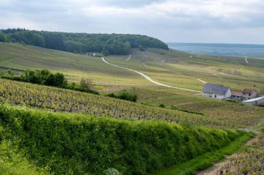 Cramant yakınlarında yeşil büyük cru üzüm bağları olan bahar manzarası, Fransa 'nın Şampanya Bölgesi, Avize Bölgesi. Cote des Blanc 'ın kireçli topraklarında beyaz şarap üzümü yetiştiriyorum..