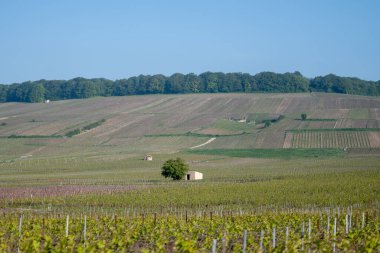 Baharda Avize yakınlarındaki yeşil Grand Cru üzüm bağlarında araba sürüyorum. Fransa 'nın Şampanya Bölgesi. Cote des Blanc 'ın kireçli topraklarında beyaz şarap üzümü yetiştiriyorum..