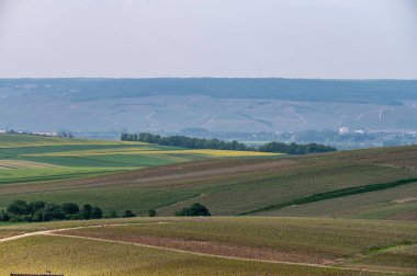 Moulin de Verzenay yakınlarındaki büyük cru Champagne üzüm bağları, Montagne de Reims yakınlarındaki Pinot noir üzüm bitkileri Verzy ve Verzenay, Fransa ilkbaharda