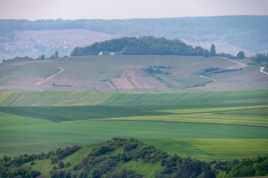 Moulin de Verzenay yakınlarındaki büyük cru Champagne üzüm bağları, Montagne de Reims yakınlarındaki Pinot noir üzüm bitkileri Verzy ve Verzenay, Fransa ilkbaharda