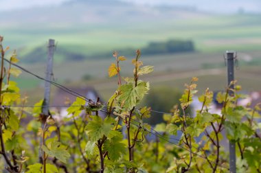 Moulin de Verzenay yakınlarındaki büyük cru Champagne üzüm bağlarına, Montagne de Reims yakınlarındaki Pinot noir üzüm fabrikalarına Verzy ve Verzenay, Champagne, France