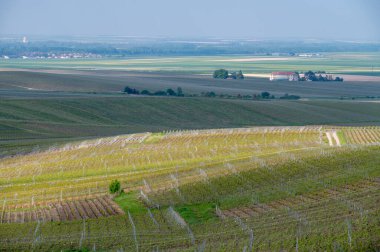 Cramant yakınlarında yeşil büyük cru üzüm bağları olan bahar manzarası, Fransa 'nın Şampanya Bölgesi, Avize Bölgesi. Cote des Blanc 'ın kireçli topraklarında beyaz şarap üzümü yetiştiriyorum..
