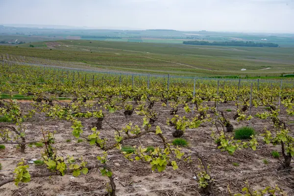 Moulin de Verzenay yakınlarındaki büyük cru Champagne üzüm bağları, Montagne de Reims yakınlarındaki Pinot noir üzüm bitkileri Verzy ve Verzenay, Fransa ilkbaharda