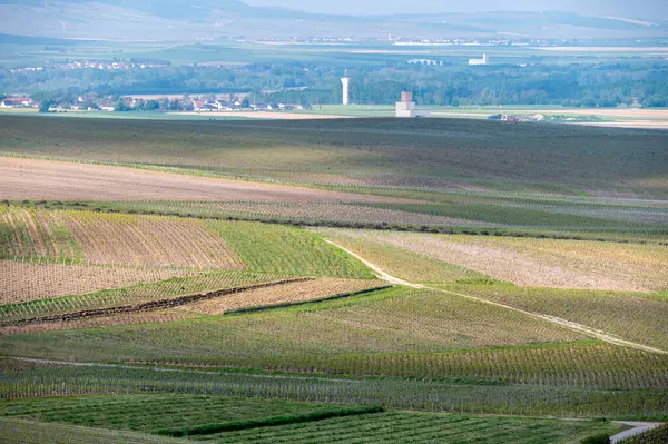 stock image Spring landscape with green grand cru vineyards near Cramant, Avize region Champagne, France. Cultivation of white chardonnay wine grape on chalky soils of Cote des Blancs.