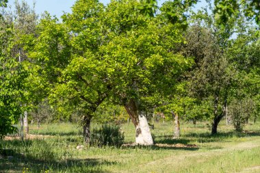 Sarlat-la-Caneda yakınlarındaki yer mantarı çiftliği, kara kış yer mantarı, Tuber melanosporumu, meşe tarlası, kışın meşe ağaçlarıyla tarlalarda mantar avı.
