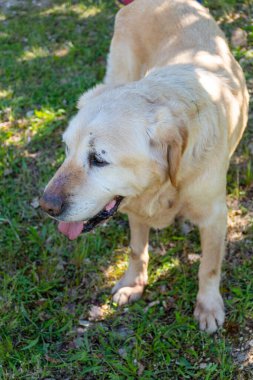 Yer mantarı tarlasında yer mantarı avcısı köpek, Sarlat-la-Caneda yakınlarında, siyah kış mantarı, Tuber melanosporum, meşe tarlası, kışın eğitimli köpekle yer mantarı avı.