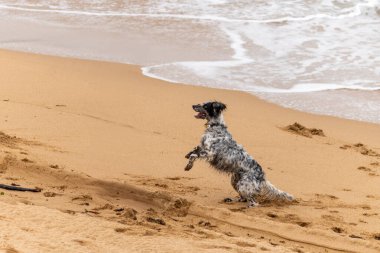 Oyuncu köpek Saint Jean de Luz, Fransa kumsalında eğleniyor.