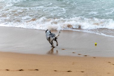 Oyuncu köpek Saint Jean de Luz, Fransa kumsalında eğleniyor.