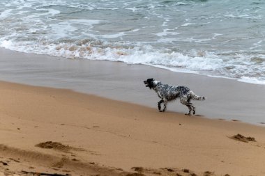 Oyuncu köpek Saint Jean de Luz, Fransa kumsalında eğleniyor.