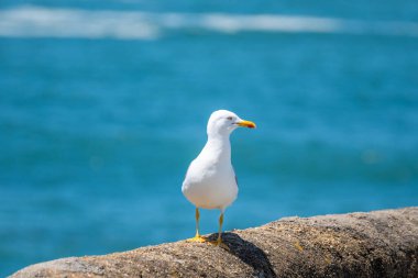Turistik Biarritz şehrinde, Bask Bölgesi 'nde, Biscay Körfezi' nde, Fransa 'nın Atlantik Okyanusu' nda sahilde gezinen martı deniz kuşu.
