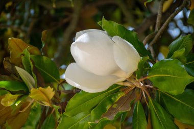 Beyaz kokulu tropikal manolya çiçekleri. Büyük flora her zaman yeşil.