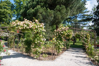 Güneşli bir günde, Fransa 'nın Arcachon turistik kasabasındaki halk bahçesinde, Rosarium' da yetişen kokulu beyaz gül çiçekleri.