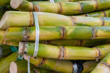 Londra 'daki Portobello Roan gıda pazarında tatlı suyu sıkmak için taze şeker kamışı kökleri.