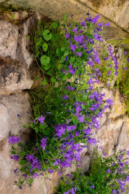 Bahar rengarenk çiçek arkaplanı, eski kale duvarlarında yabani çiçeklerin açması, kaya bitkileri.