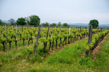 Vineyards near Rocamadour touristic city, making of red dry Amadour wine consists of Merlot and Malbec grape varieties, Dordogne, France in spring clipart