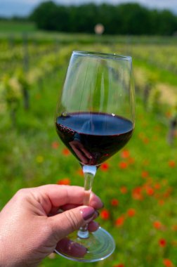 Üzüm bağında kırmızı Cahors şarabı tatmak, Cahors 'ta yaz Fransa' da şarap yapmak, hafta sonu geçmişi, bir bardak Fransız şarabı