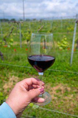 Üzüm bağında kırmızı Cahors şarabı tatmak, Cahors 'ta yaz Fransa' da şarap yapmak, hafta sonu geçmişi, bir bardak Fransız şarabı