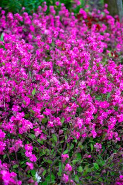 Silene pendula sineğinin pembe çiçekleri bahçede süs bitkileri, arka planda yabani çiçekler.