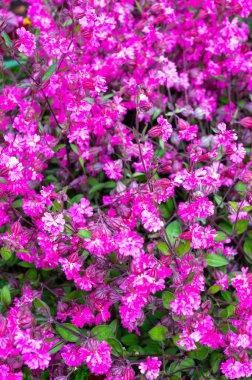 Silene pendula sineğinin pembe çiçekleri bahçede süs bitkileri, arka planda yabani çiçekler.