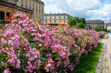 Bordeaux, Fransa 'da güneşli bir günde halk bahçelerinde yetişen pembe gül goncaları..